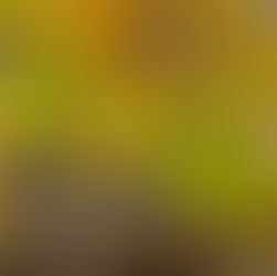 Year-Round Beech Tree Care Guide