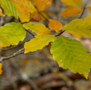 Year-Round Beech Tree Care Guide