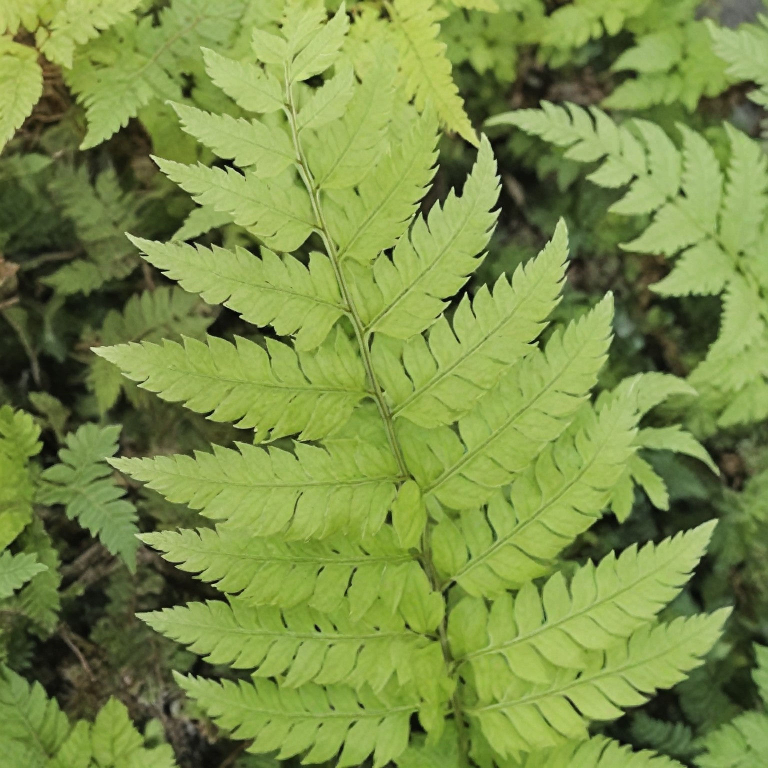 Polystichum rigens | Erect Shield Fern