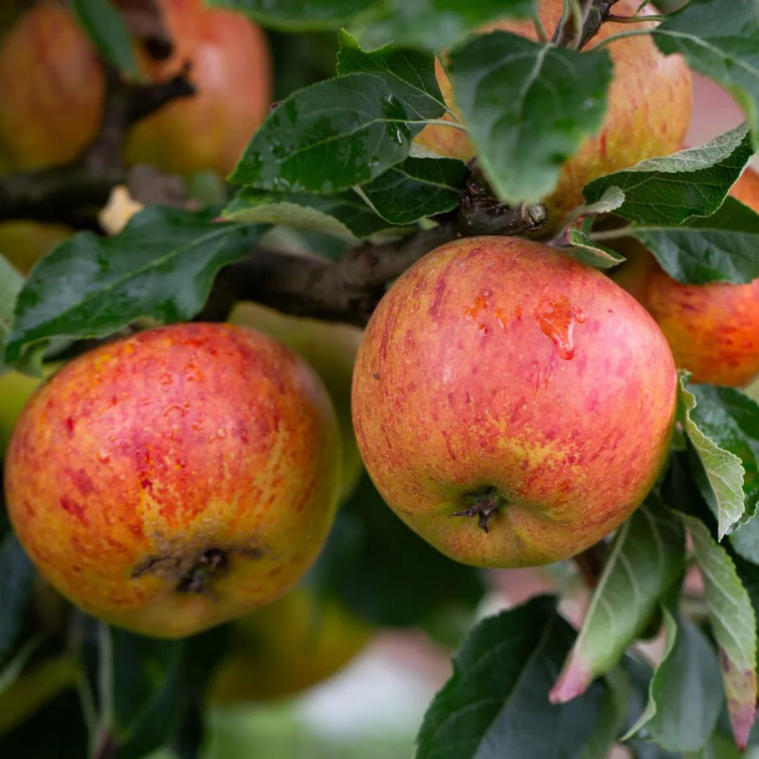 Cool Review About Coxs Orange Pippin Apple Tree