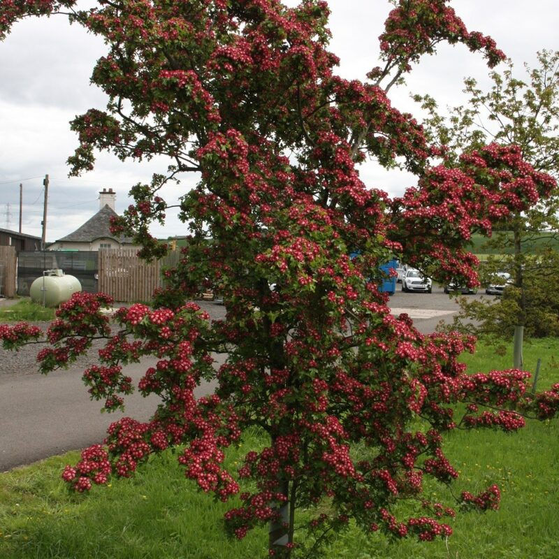 Thumbnail: Crataegus x media ‘Crimson Cloud’ Tree