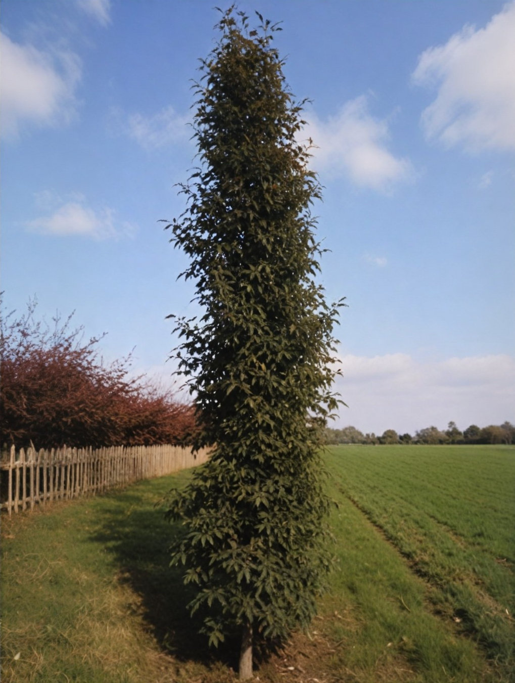 betula-pendula-fastigiata-joes