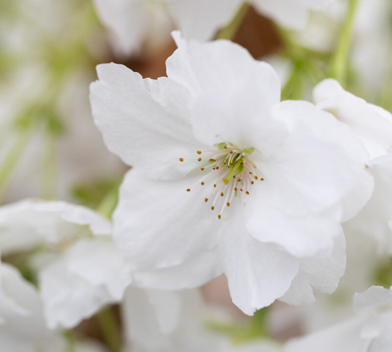 Prunus 'Fragrant Cloud' (Shizuka) | Japanese Flowering