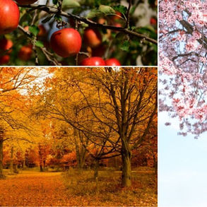 “Collage showing different tree types: a branch with red apples, a grove of trees with golden autumn leaves, and a cherry tree with pink spring blossoms.”