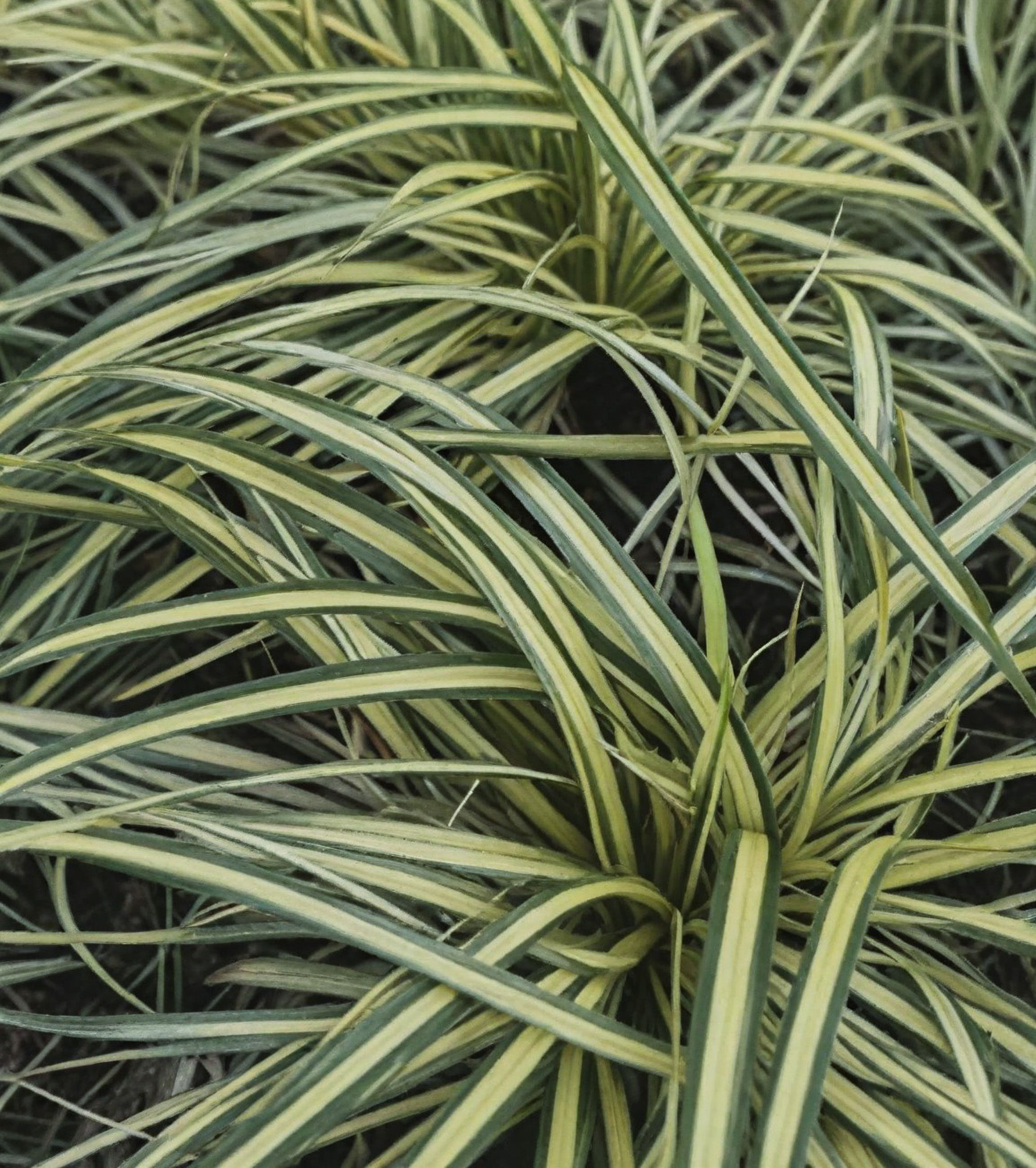 Carex oshimensis 'Maxigold' | Japanese Sedge