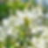 Exochorda serratifolia 'Snow White' | Pearl Bush