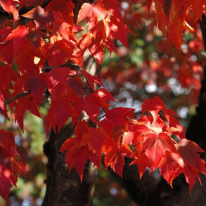 Bright red maple leaves in autumn showing seasonal colour change on an ornamental Acer tree.