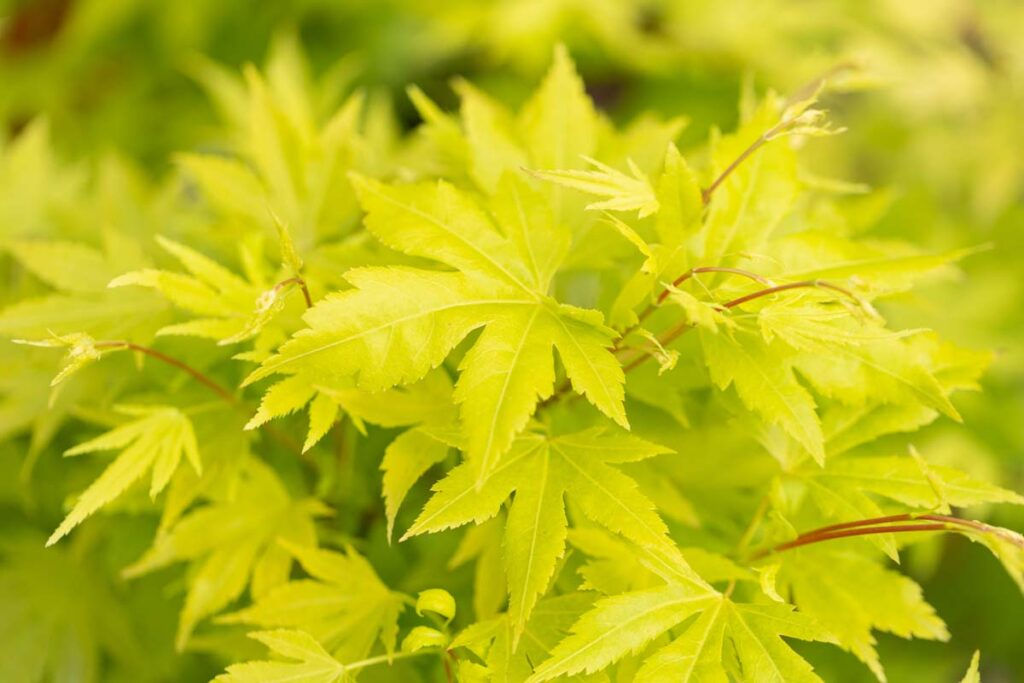 Acer palmatum 'Orange Dream' Japanese Maple