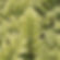 Cyrtomium fortunei | Fortune's Holly Fern