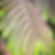 Albizia julibrissin ‘Evey’s Pride’ | Silk Tree