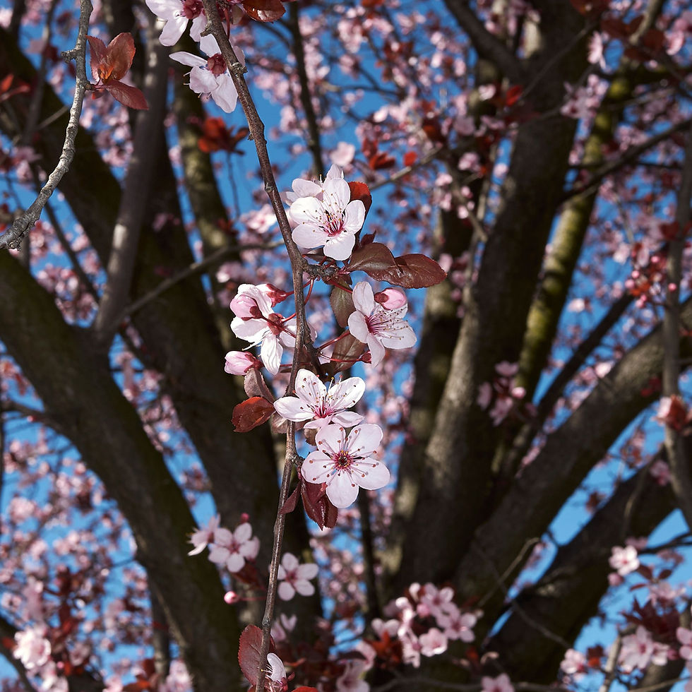 Thumbnail: Prunus cerasifera 'Pissardi Nigra' | Black Cherry Plum