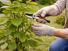 Beech tree (Fagus sylvatica) canopy with fresh green leaves in spring, showing healthy foliage and natural branching structure.