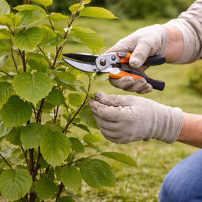 Beech tree (Fagus sylvatica) canopy with fresh green leaves in spring, showing healthy foliage and natural branching structure.