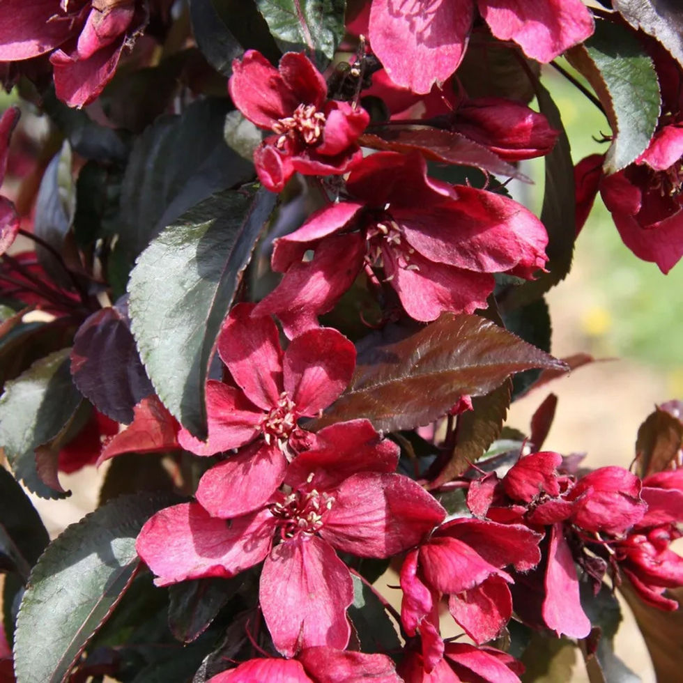 Thumbnail: Malus ‘Royalty’ | Crab Apple Tree
