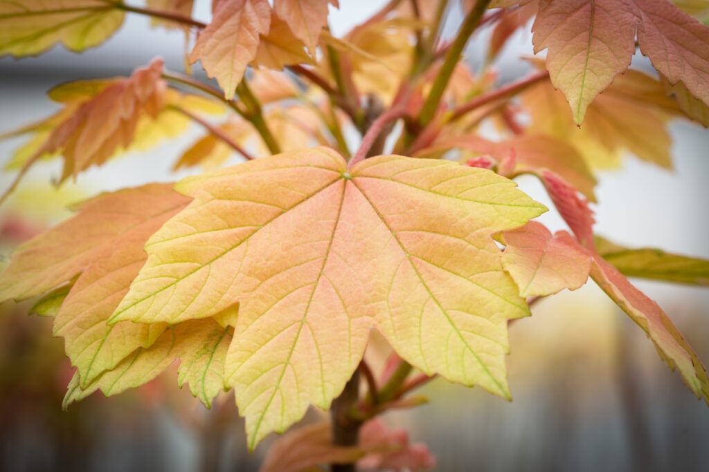 Acer pseudoplatanus 'Brilliantissimum' | Sycamore