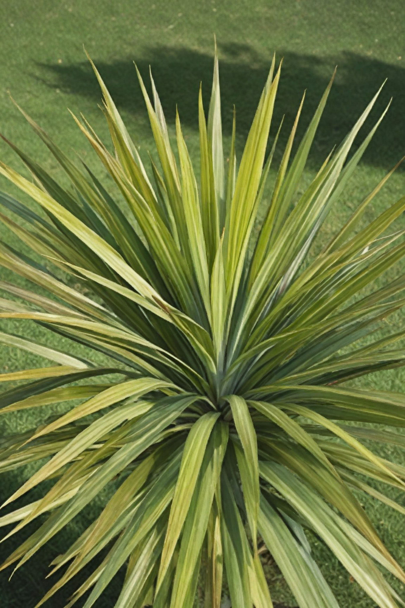 Cordyline australis 'Jive' | Cabbage Palm