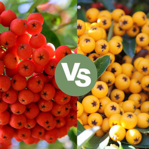 Red Rowan vs Yellow Rowan – a visual guide to the vibrant berry colours of Sorbus trees, helping you choose the best variety for your garden’s style and wildlife appeal.