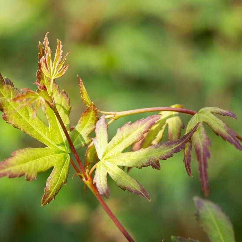 Thumbnail: Acer palmatum ‘Sango kaku’ | Japanese Maple