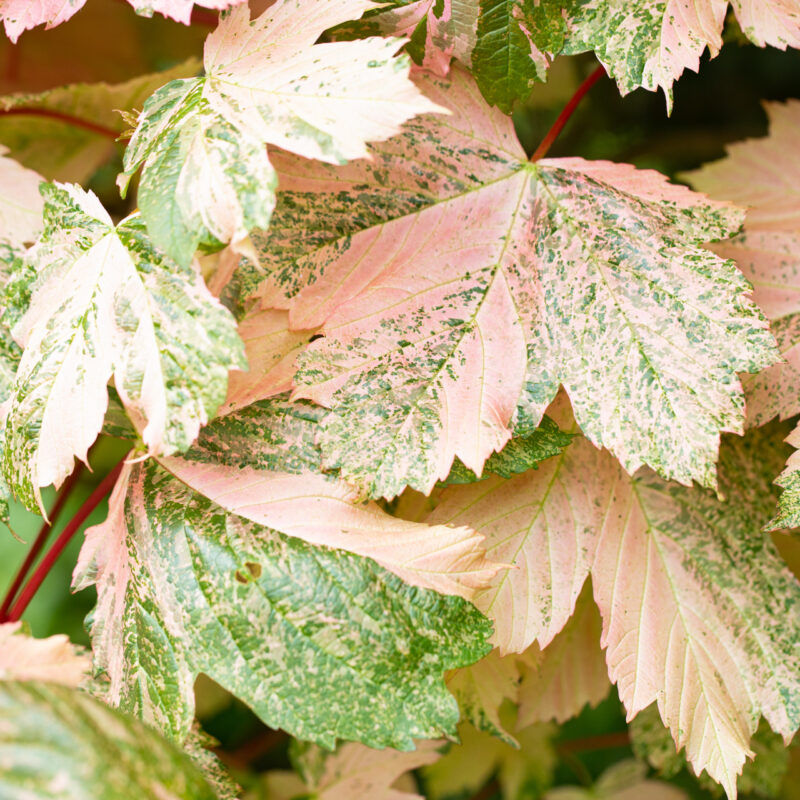Thumbnail: Acer pseudoplatanus 'Simon-louis Frères' | Variegated Sycamore