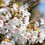 Thumbnail: Prunus ‘Weeping Yoshino’ | Yoshino Cherry
