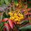 Miniature : Sorbus 'Autumn Spire' (Flanrock) | Rowan
