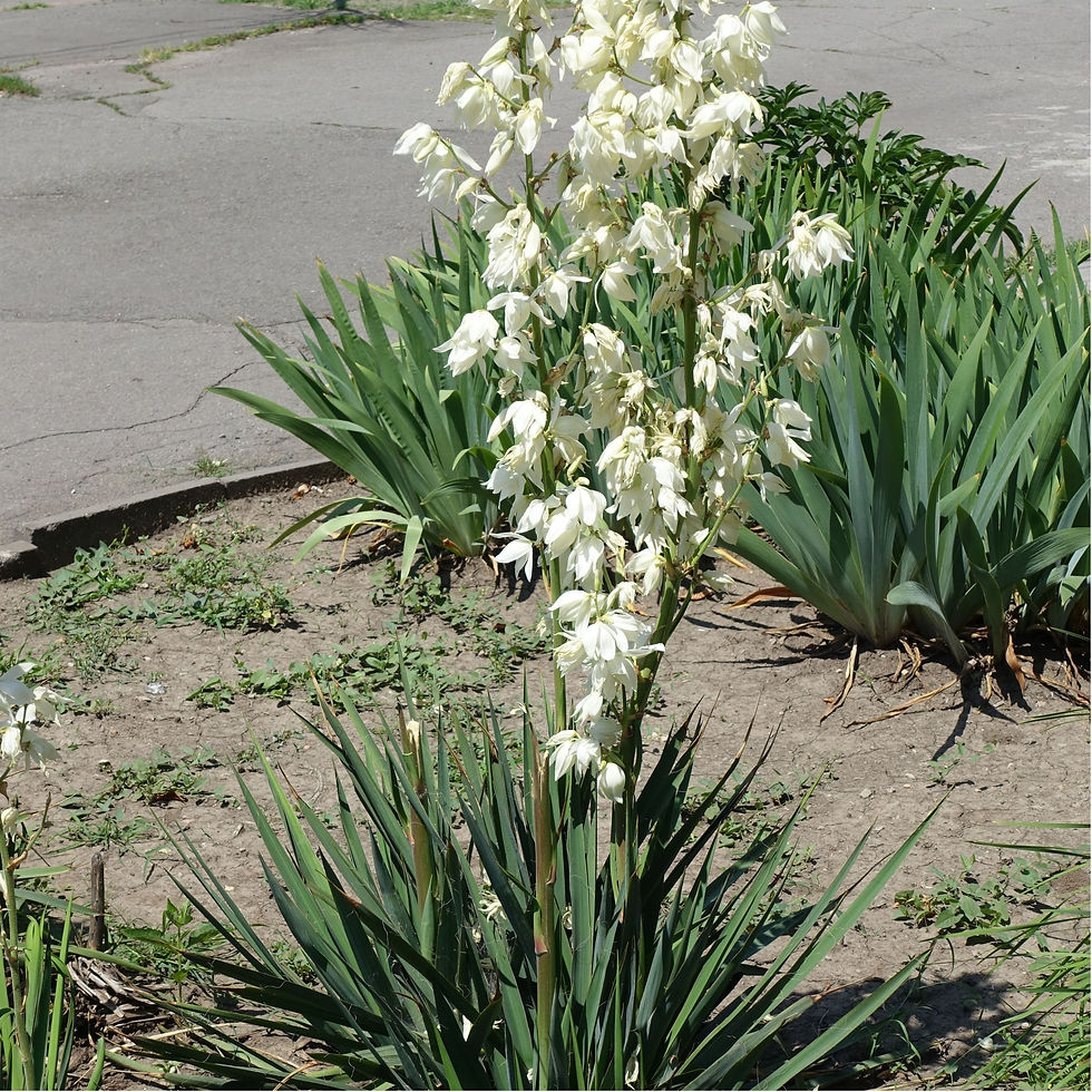 Thumbnail: Yucca filamentosa | Needle palm