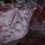 Thumbnail: Cercis canadensis ‘Ace of Spades’ | Redbud