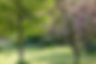 Top 10 Companion Trees to Plant with Beech Trees in the UK
