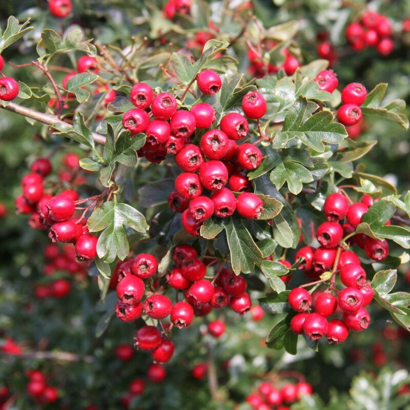 Thumbnail: Crataegus x media ‘Crimson Cloud’ Berries