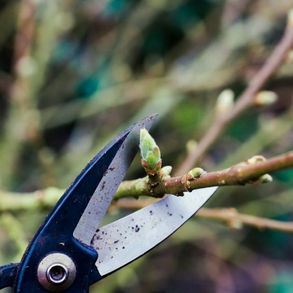 Close-up of a gloved hand using secateurs to prune a flowering crab apple tree branch, with pink blossoms and fresh green leaves visible in natural daylight.