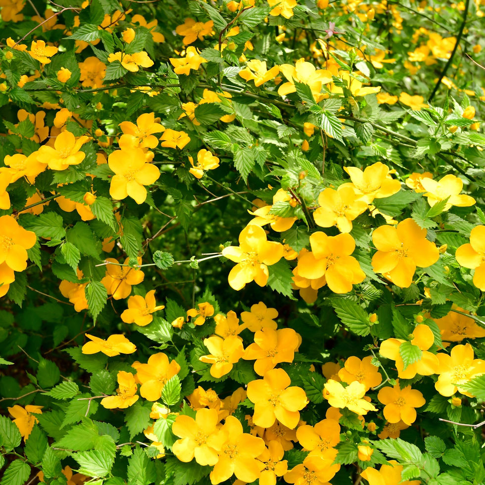 Thumbnail: Kerria japonica 'Golden Guinea' | Japanese rose