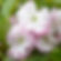 Prunus 'Little Pink Perfection' | Flowering Cherry