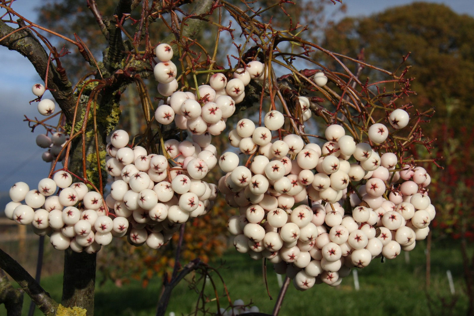 Sorbus cashmiriana | Rowan