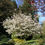Прев'ю: Amelanchier x grandiflora ‘Ballerina’ | Juneberry