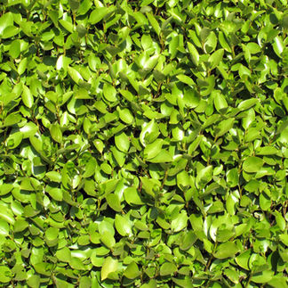 privet Hedge