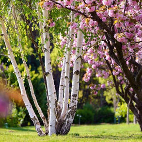 Silver birch tree with white bark planted beside a flowering cherry tree in pink spring blossom, growing on a lawn in a UK garden.