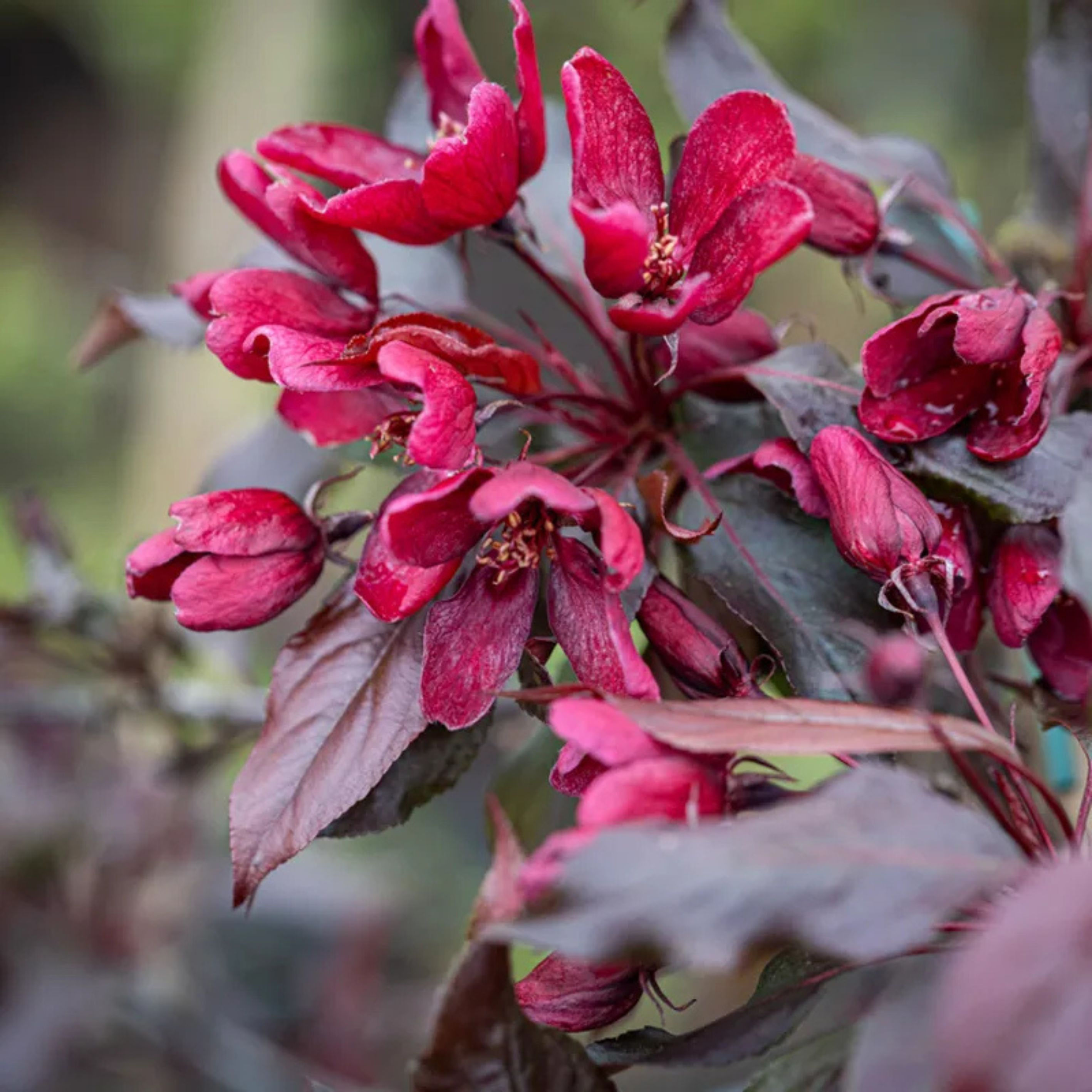 Malus ‘Royalty’ | Crab Apple Tree