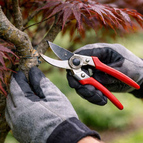 Gardener pruning a small branch on a Japanese maple tree (Acer palmatum) with open secateurs during summer maintenance.