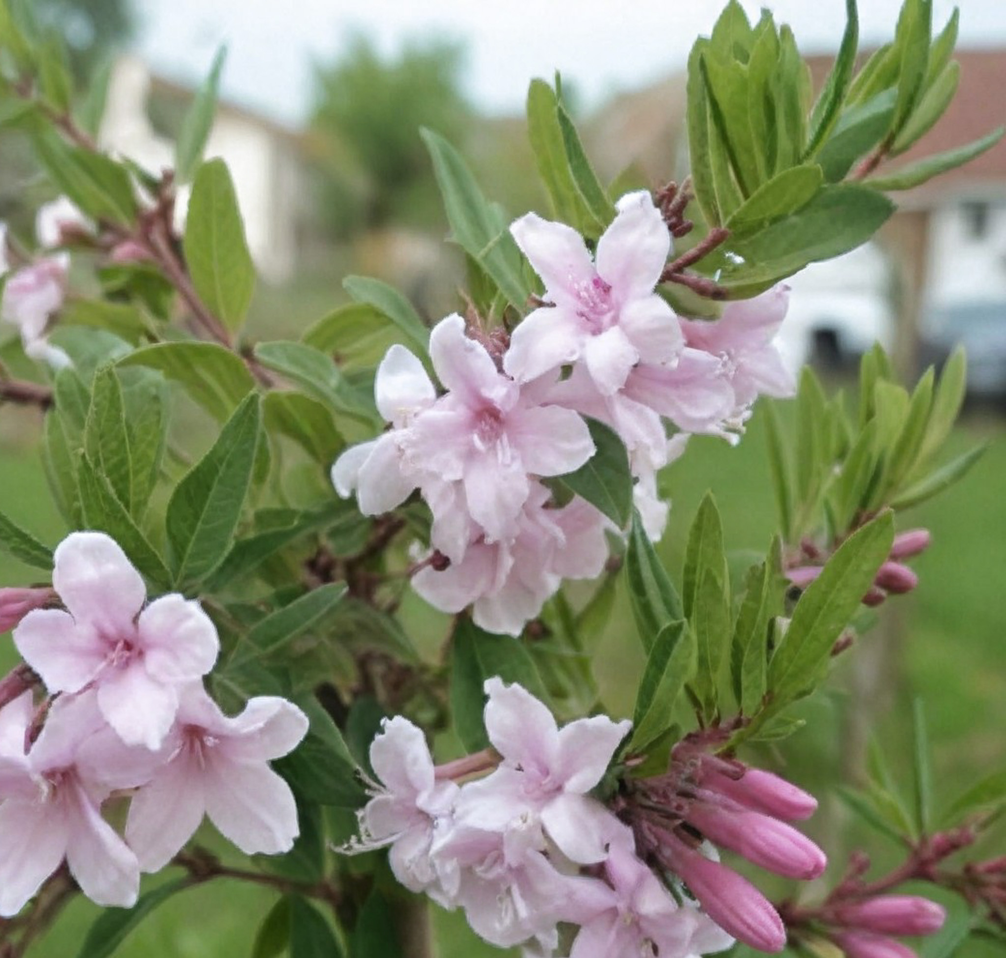 lonicera-syringantha