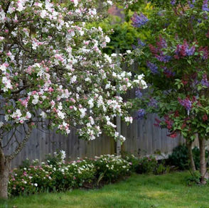 A flowering crab apple tree with white and pink blossoms stands a few metres from a lilac tree with emerging purple flowers in a neatly maintained garden with green lawn and a wooden fence backdrop.