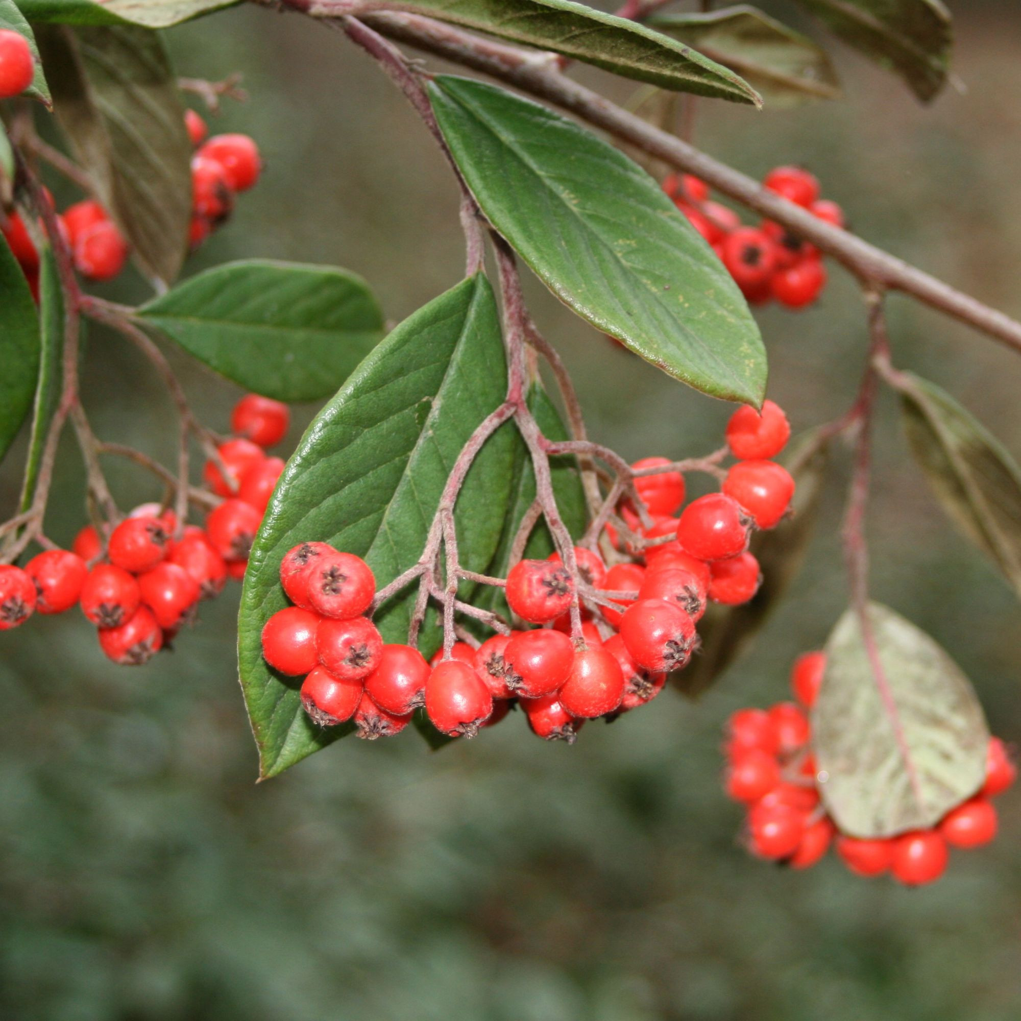 Cotoneaster berried treasure cotoneaster cotoneaster-berried-treasure-cotoneaster