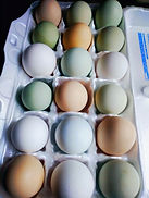 eggs