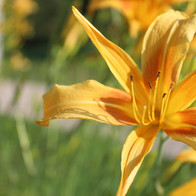 IMG_5211.jpeg
