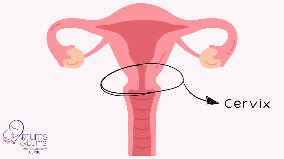 A graphic of a uterus showing where the cervix is located with Mums & Bums Cenution's logo.