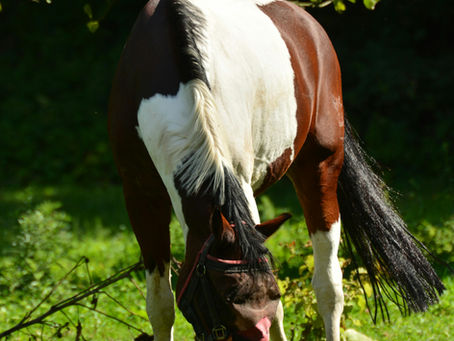 übergewichtiges Pferd mit typischen Fettpolstern
