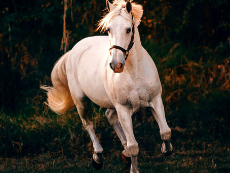 Gutes Reiten = Aktiver Tierschutz