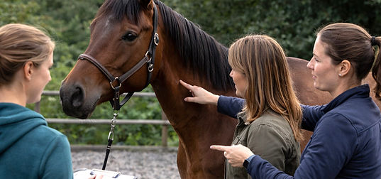 Analysesituation am Pferd_edited_edited_edited.jpg