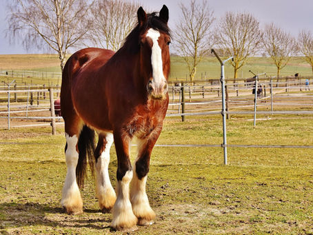 Shire Horse