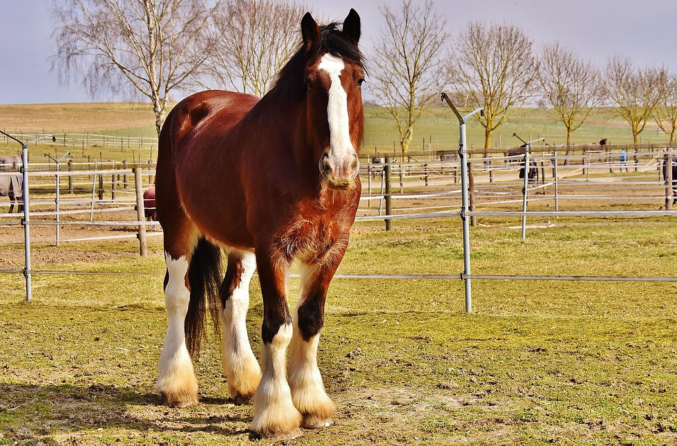 Shire Horse
