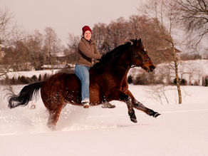 Pferd im Schnee